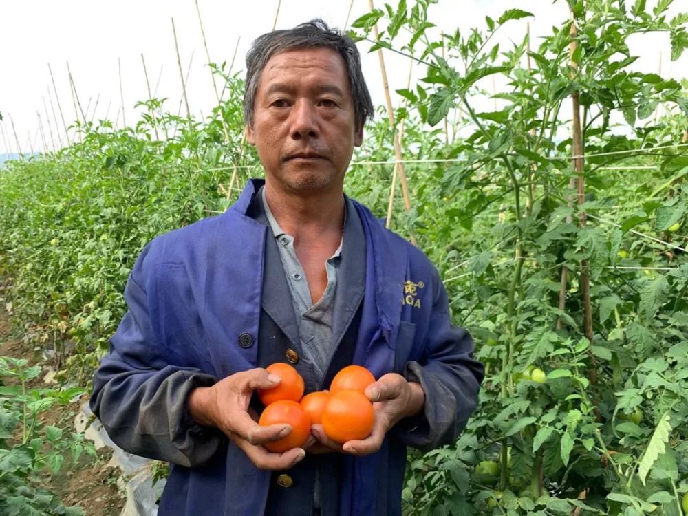 攀枝花5000万斤番茄面临滞销,七旬老农无奈落泪,恳请您帮忙转发助力