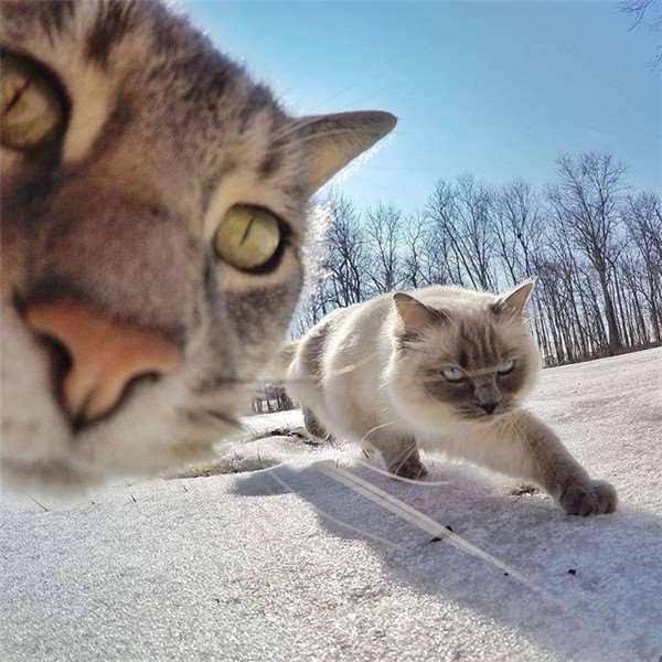 宠物,创意,搞笑,生活,猫