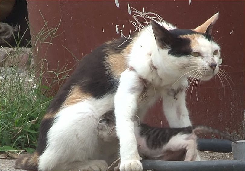 猫妈妈"拖着"小猫找食物,无助的身影令人心疼,幸遇女子救了它