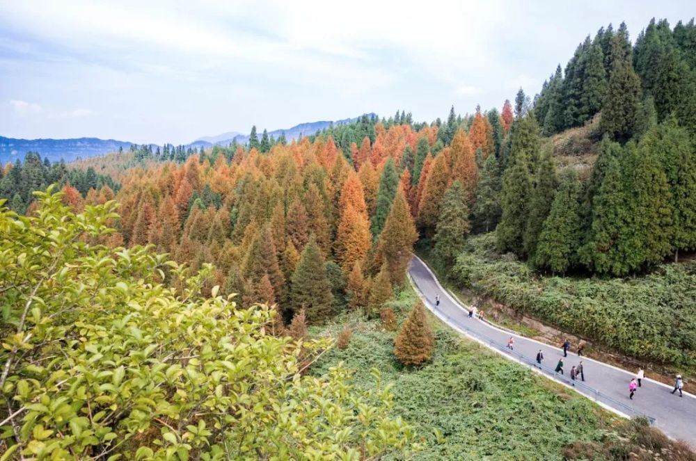 比"枫叶大道"美1000倍,重庆这条自驾路终于要火了!