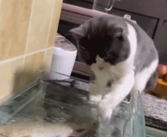 家里买了两条鱼,猫咪趁主人不注意偷吃,猫:我替你尝尝