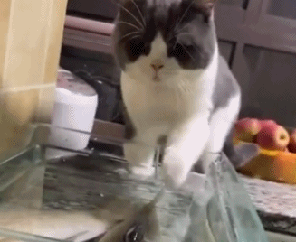 猫咪,鱼类,铲屎官,鱼缸,昆虫