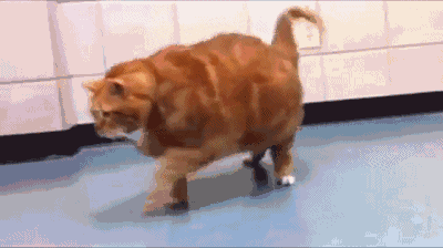 网红肥猫:可爱背后隐藏着巨大的身体健康隐患——难医