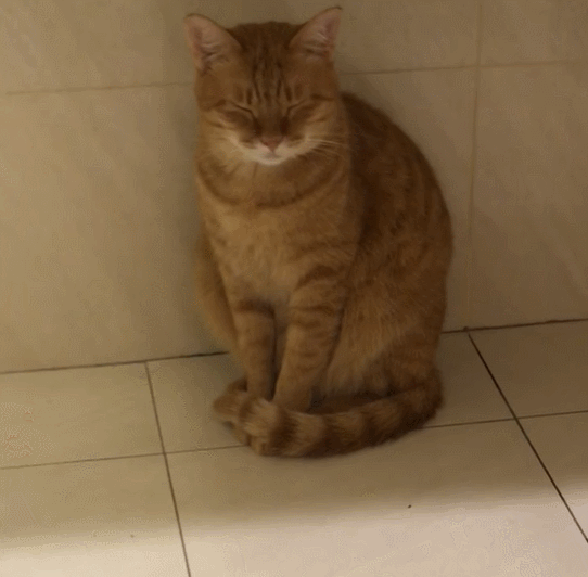半夜上厕所暖猫跟来撑眼皮,坐着打瞌睡:妈妈我来保护!