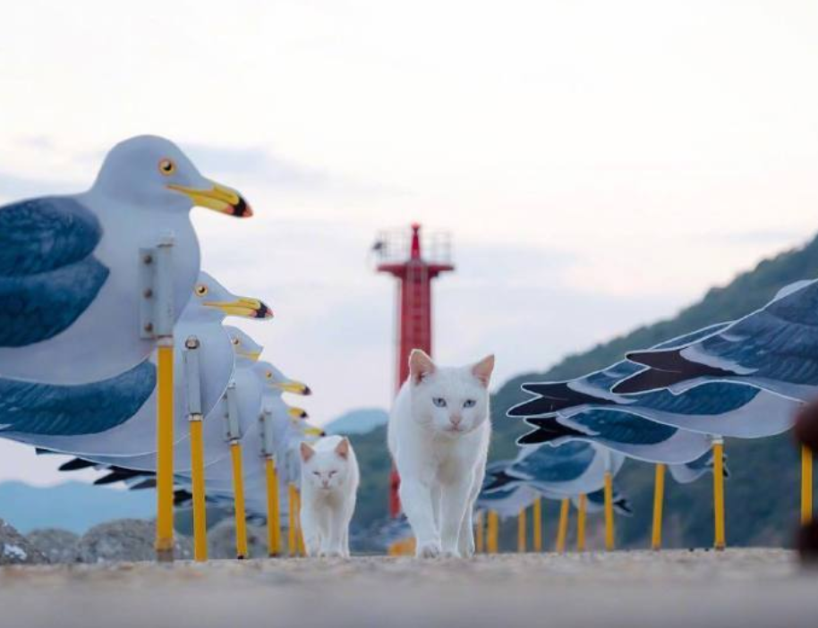 流浪猫,猫岛,日本,旅游,摄影