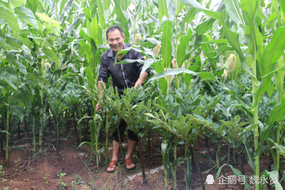 玉米地里套种的魔芋长势喜人.