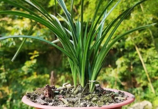 夏天兰花因干旱空根,秋季如何种植,才能让兰苗尽快爆满花盆