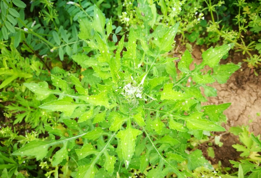 乡间的泥胡菜,又叫猪兜菜,是一种野生牧草,全草能消肿