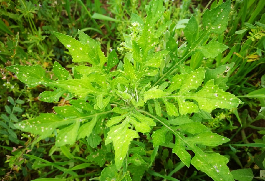 泥胡菜的药用,性味味辛,苦,性寒.