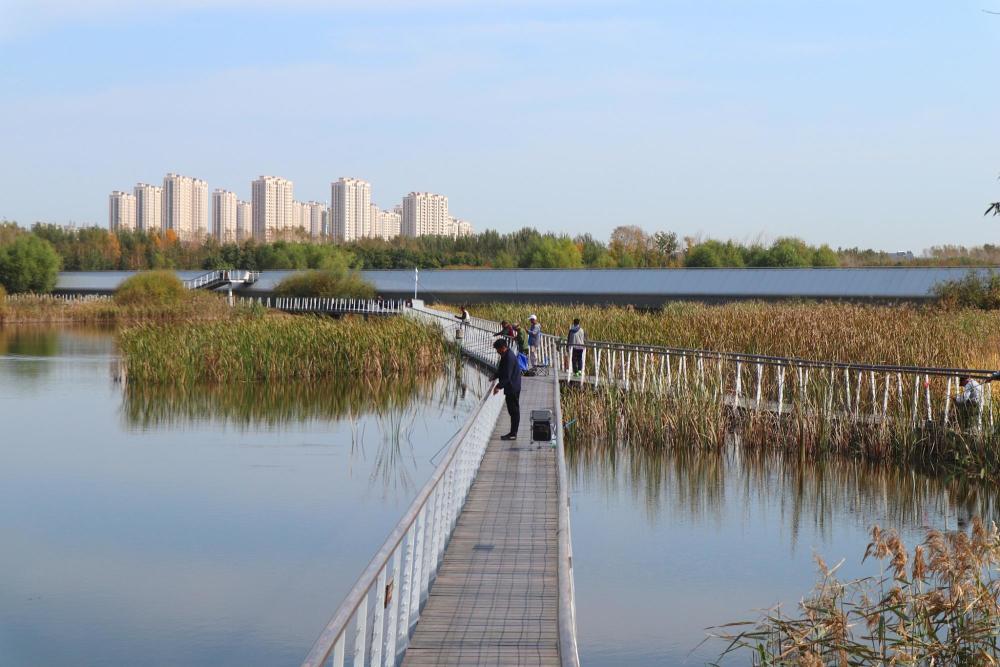 哈尔滨大剧院湿地公园,水上栈道咋成了垂钓乐园?