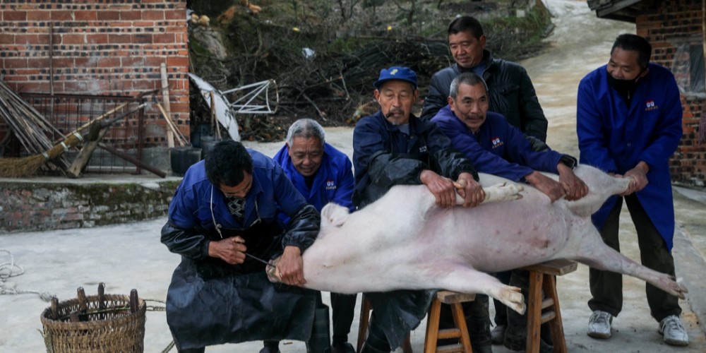 重庆农村看老人们抓猪按猪杀年猪,你知道这过年猪是什么猪么?