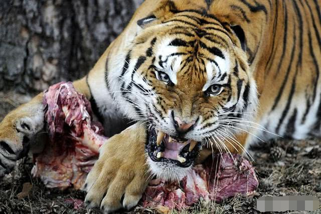 老虎,宁波雅戈尔动物园,老虎吃人