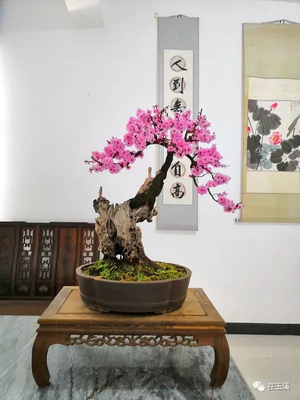 逛盆景园,摸谷花鱼,品长街宴!国庆假期通海有玩场