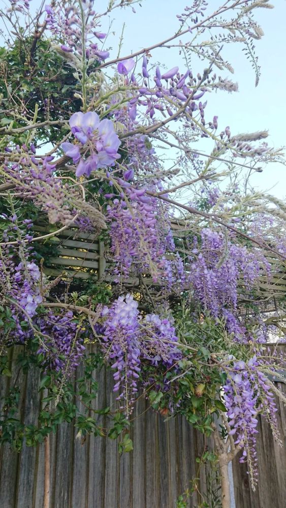 紫藤花种下去七八年才开花,这都是正常的,看完你还会养么?
