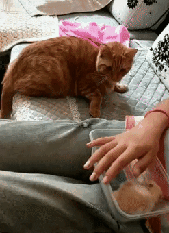 女子带回一只仓鼠,猫贼兮兮的看着,网友:命不久矣