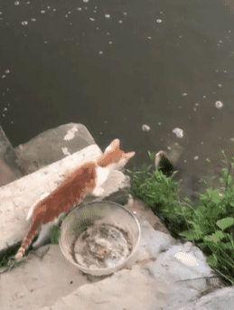 猫趴在河边想抓鱼,网友看后笑喷:心有鱼,而力不足