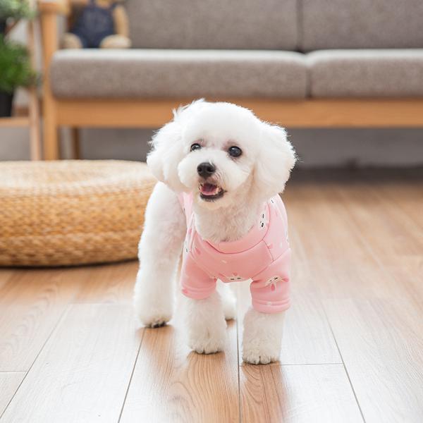 主人应该给狗狗穿衣服吗?衣服不只是为了好看,其实还有3种用处