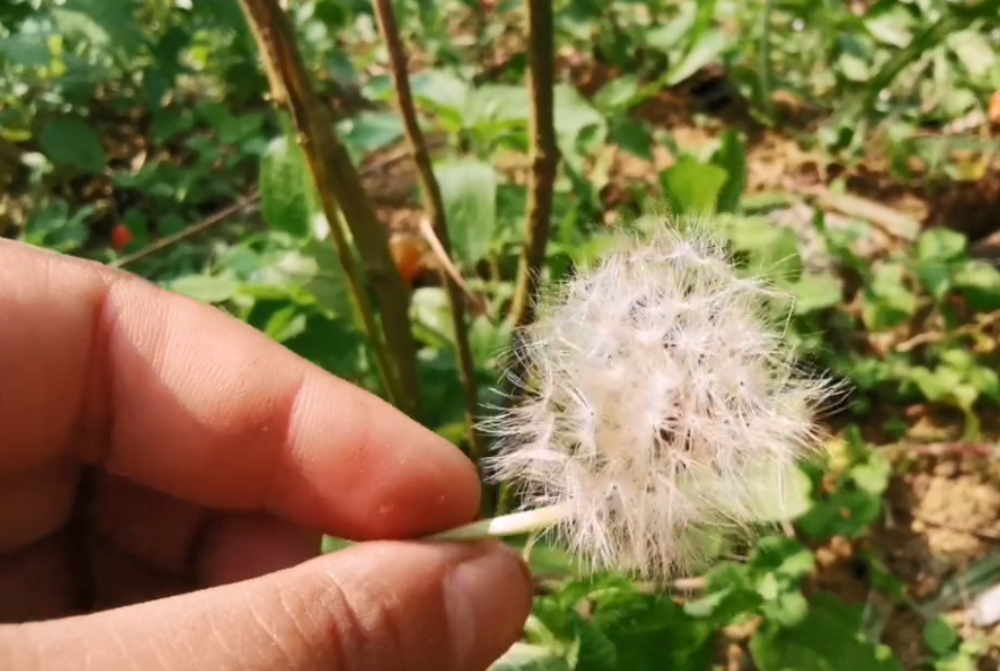 农村这种野菜开黄花,味道苦却很受欢迎,凉拌或泡茶都很不错