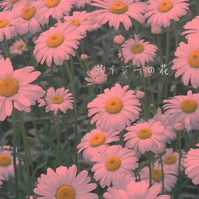 ins·仙女风·背景图:"做仙女有点累,或许做你太太刚刚好"