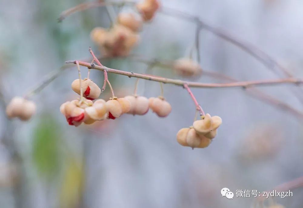 美丽的丝棉木果实多姿大餐