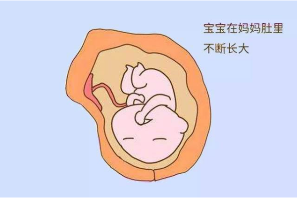 21 24周胎儿:五官已发育成熟,面目清晰!