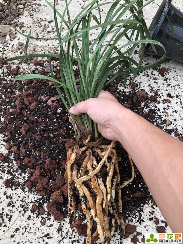兰花要施什么肥?具体方法?