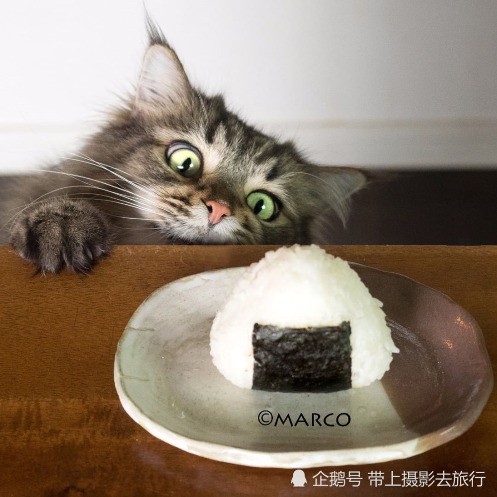 这只猫因贪吃表情走红,绝对是猫界的吃货,嘴馋的样子太可爱了