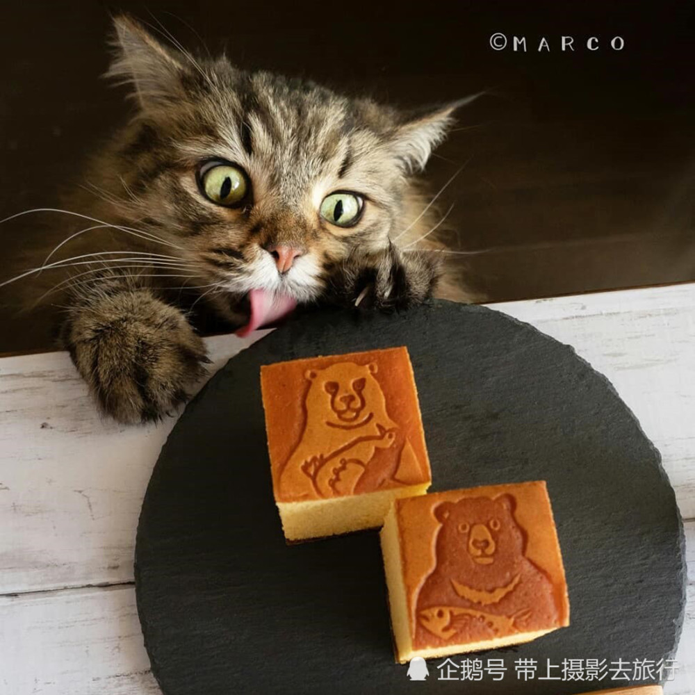 猫咪,喵星人,馋嘴猫,日本