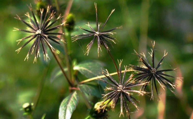 中药,中医,植物,鬼针草