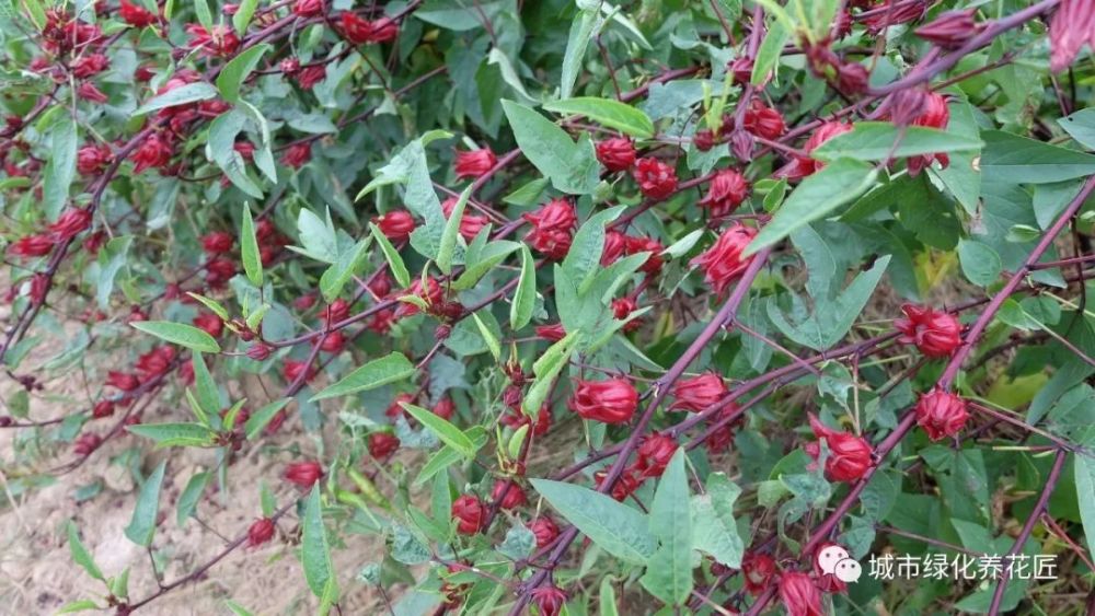好魔性的植物,名字叫"红桃k",养上一盆,开花好看又能泡茶喝
