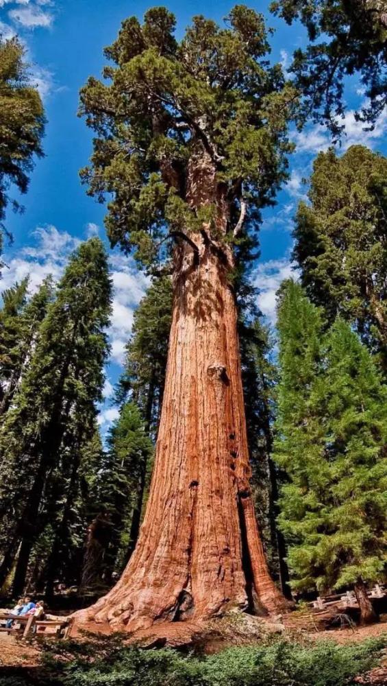 世界上最大的树,在中国商朝时期种下,如今树龄已超过3200年!