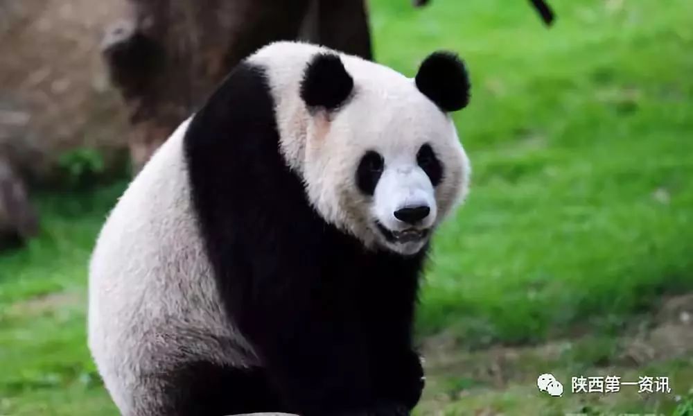 你不知道的陕西秦岭四宝