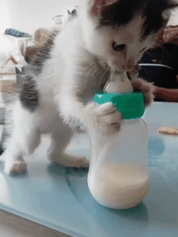 小猫等不及主人喂奶,自己抱着奶瓶喝,网友:猫为了吃什么都干