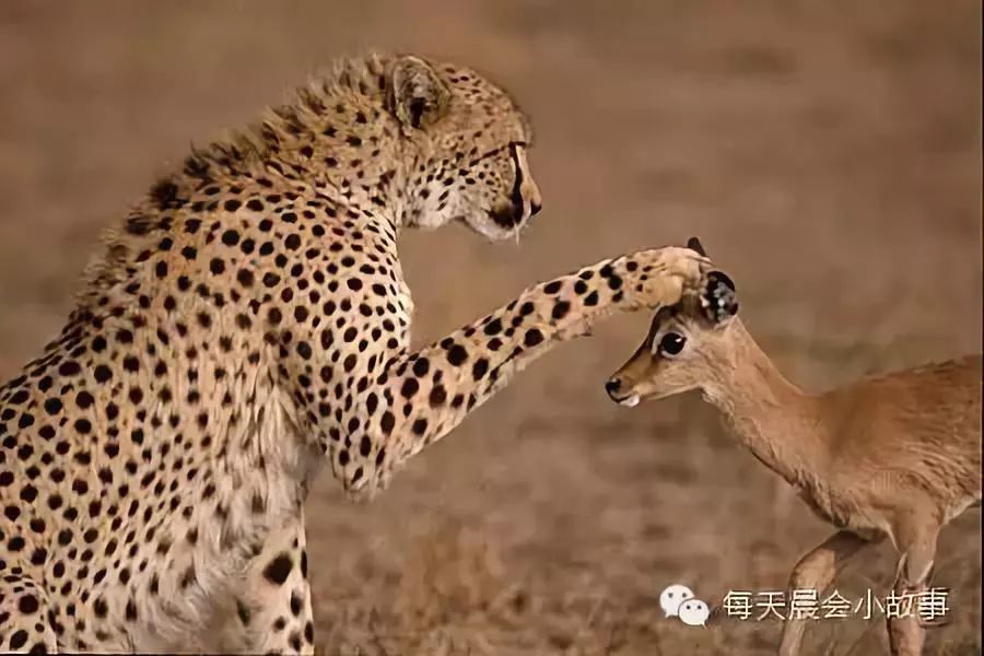 假期专场:昔日好故事回顾-两只追逐猎物的猎豹