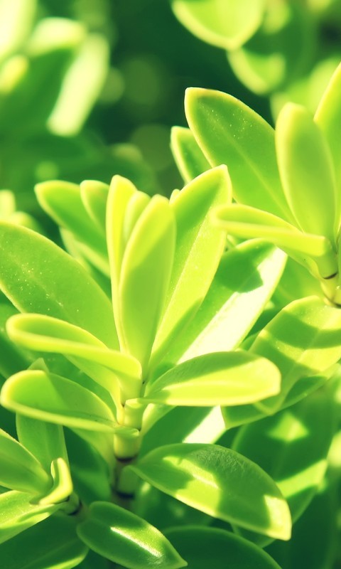 花卉绿叶壁纸:一花一世界,一叶一乾坤,绿叶清无限,归根感恩情