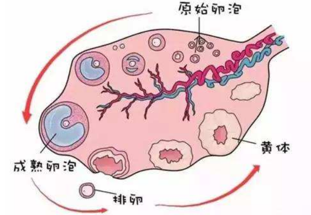 卵子最长能存活多久?最佳受孕时间是什么时候?