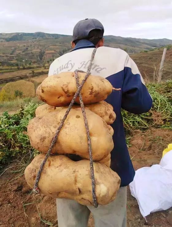 忻州:收秋挖出巨型土豆,一个人只能背5个,你见过吗?