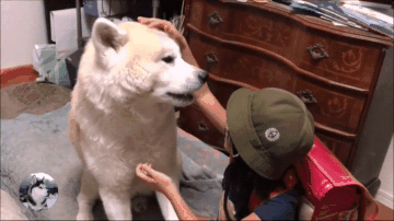 秋田犬跑进卧室后,却一直