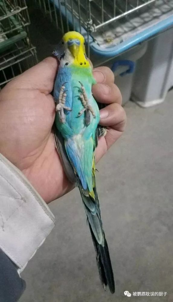 一些商家会拿着当稀有品种贩卖,半边体虎皮其实和虎皮鹦鹉也就外貌