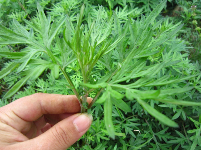 艾叶 艾叶在农村非常常见,它是我国一种传统的中药材,药用范围广泛.