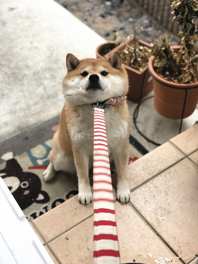 日本网红柴犬,因为不愿回家而反抗,呆萌的模样,网友:好可爱