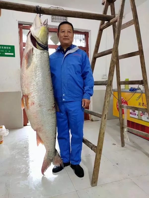 来源:澎湃新闻 湖北丹江口清福野生鱼公司工作人员告诉澎湃新闻,这条