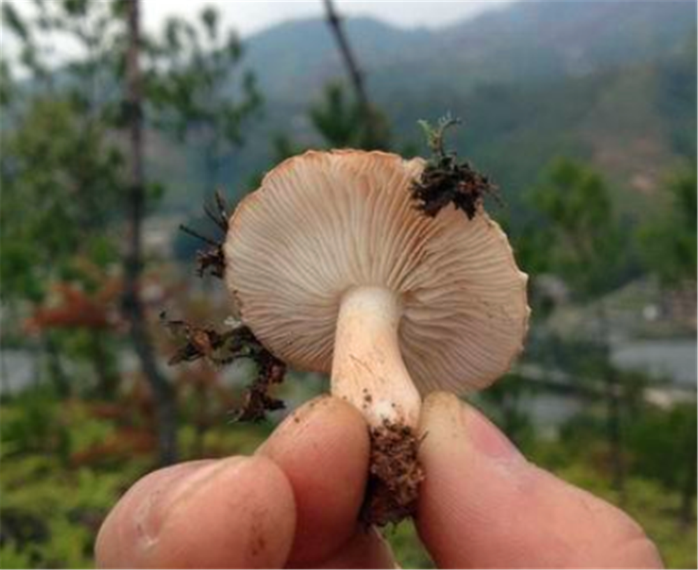 下过雨,农村山里的松树下会有很特别的黄色大蘑菇是什么菇?