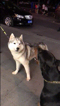 二哈:我叫了它咬我怎么办,我也打不过啊