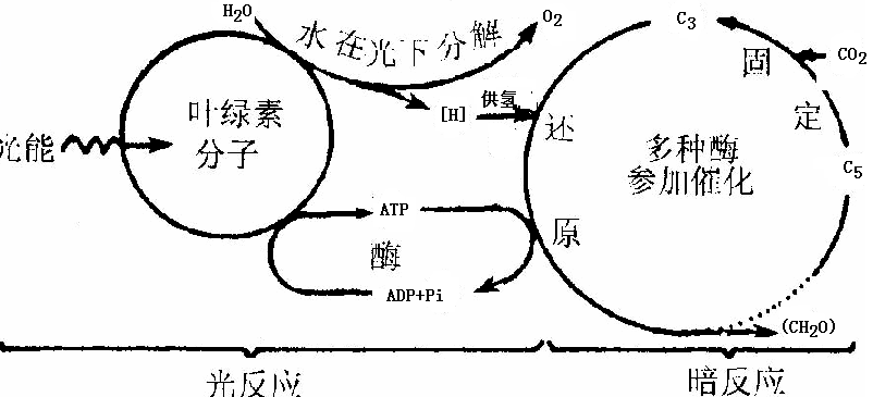 考点2.光合作用的过程