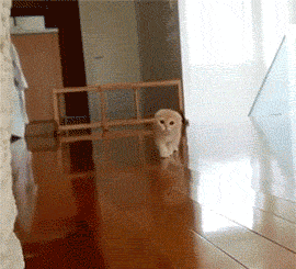 5.这小猫咪太可爱了,尤其是这双迷茫的大眼睛.