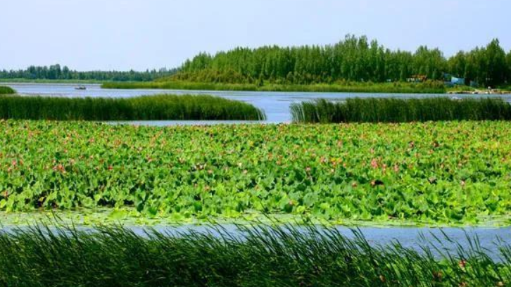 琉璃庙湿地公园 琉璃庙湿地公园有宽广的湖水,茂密的芦苇荡,还有荷塘