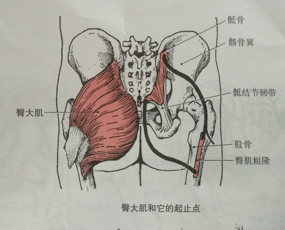 属于重要的核心肌群,链接上下肢,为下肢稳定(和髋伸)的主力肌群.