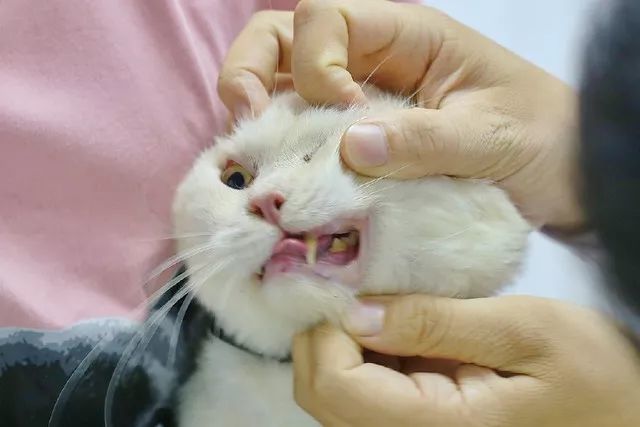 辟谣 猫断牙不会感觉疼痛 不 需知猫对疼痛的忍耐能力非常高 看点快报