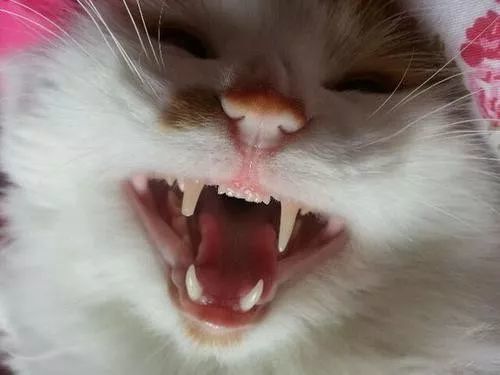 辟谣 猫断牙不会感觉疼痛 不 需知猫对疼痛的忍耐能力非常高 看点快报